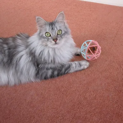 FurryFusion Balle sonore pour chat