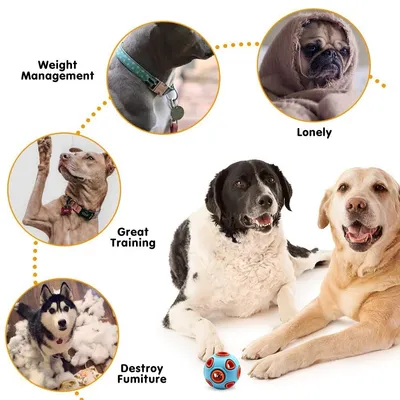 PetTribes Balle Caoutchouc Chien avec Clochette, Souple, Nettoyage Dentaire PetTribes Balle Caoutchouc Chien avec Clochette, Souple, Nettoyage Dentaire