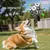 FurryFusion Ballon de jeu pour chiens FurryFusion Ballon de jeu pour chiens