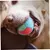 PetTribes Jouet à Mâcher Balles pour Chien