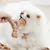 PetTribes Jouet à Mâcher Chien Résistant, Os Dentition PetTribes Jouet à Mâcher Chien Résistant, Os Dentition