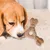 PetTribes Jouet à Mâcher Chien Résistant, Os Dentition PetTribes Jouet à Mâcher Chien Résistant, Os Dentition