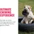 HausPets Jouet Pneu Extreme en Caoutchouc Naturel Chiens Moyens HausPets Jouet Pneu Extreme en Caoutchouc Naturel Chiens Moyens