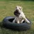 HausPets Jouet Pneu Extreme en Caoutchouc Naturel Chiens Moyens HausPets Jouet Pneu Extreme en Caoutchouc Naturel Chiens Moyens