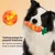 PetTribes Carotte À Mâcher Silicone