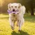 Support Bâton Mordant Chien Grand Format - PetTribes Support Bâton Mordant Chien Grand Format - PetTribes