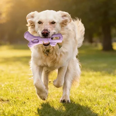 Support Bâton Mordant Chien Grand Format - PetTribes Support Bâton Mordant Chien Grand Format - PetTribes