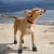HausPets Lot de 4 Bottes Imperméables pour Chiens XXL Noir HausPets Lot de 4 Bottes Imperméables pour Chiens XXL Noir