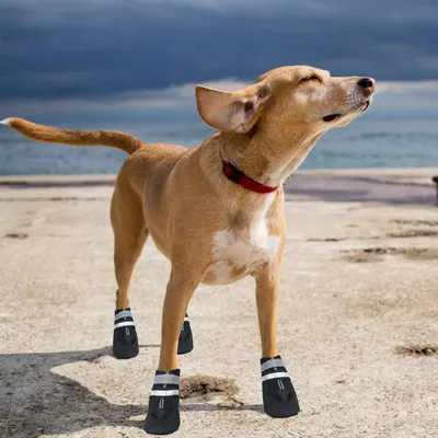 HausPets Lot de 4 Bottes Imperméables pour Chiens XXL Noir HausPets Lot de 4 Bottes Imperméables pour Chiens XXL Noir
