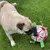 jouet de football pour morsure de chien jouet de football pour morsure de chien