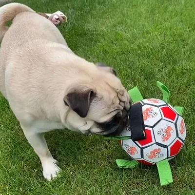 jouet de football pour morsure de chien jouet de football pour morsure de chien