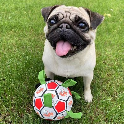 jouet de football pour morsure de chien