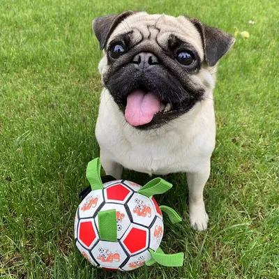 jouet de football pour morsure de chien jouet de football pour morsure de chien