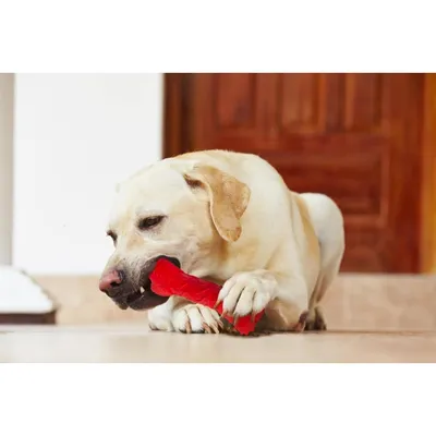 ZooVenture Jouet Indestructible Chien - Caoutchouc, Os, Bœuf ZooVenture Jouet Indestructible Chien - Caoutchouc, Os, Bœuf