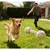 PetTribes Jouets Corde Coton Chanvre 5Pcs PetTribes Jouets Corde Coton Chanvre 5Pcs