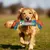 PetTribes Jouet à Mâcher Bonbon pour Chien