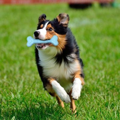 PetTribes Jouet Chien Os Molaire Squeaky