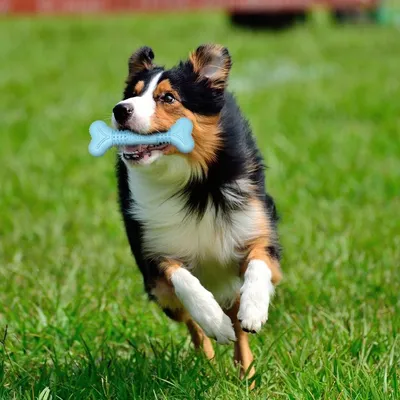 PetTribes Jouet Chien Os Molaire Squeaky PetTribes Jouet Chien Os Molaire Squeaky
