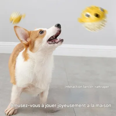 FurryFusion Balle sonore poisson bondissant pour chiens FurryFusion Balle sonore poisson bondissant pour chiens