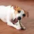 HausPets Lot de 2 Os à Mâcher Indestructibles Goût Bœuf Chiens HausPets Lot de 2 Os à Mâcher Indestructibles Goût Bœuf Chiens