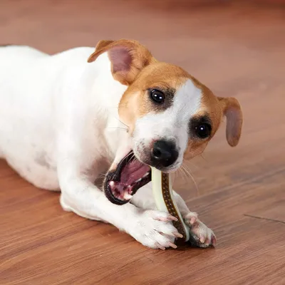 HausPets Lot de 2 Os à Mâcher Indestructibles Goût Bœuf Chiens HausPets Lot de 2 Os à Mâcher Indestructibles Goût Bœuf Chiens