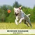 3pc Lot de 3 balles couinantes pour chien 6,5 cm 3pc Lot de 3 balles couinantes pour chien 6,5 cm