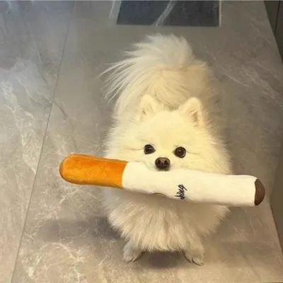 FurryFusion Jouet en forme de cigarette pour chien FurryFusion Jouet en forme de cigarette pour chien