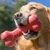 HausPets Lot de 2 Os à Mâcher Classique en Caoutchouc Naturel HausPets Lot de 2 Os à Mâcher Classique en Caoutchouc Naturel