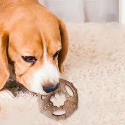 PetTribes Jouet à Mâcher Chien Résistant, Os Dentition PetTribes Jouet à Mâcher Chien Résistant, Os Dentition