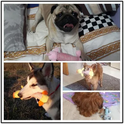 PetTribes Jouet en Peluche Couineur Oie pour Chien et Chat PetTribes Jouet en Peluche Couineur Oie pour Chien et Chat