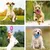 ZooVenture Jouets Dentition Chiot - Caoutchouc, 3 Pièces, 9,5cm ZooVenture Jouets Dentition Chiot - Caoutchouc, 3 Pièces, 9,5cm