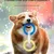 HausPets Jouet pour chien en forme de bague tricolore HausPets Jouet pour chien en forme de bague tricolore