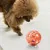 PetTribes Jouet pour Chat Balles Interactives avec Clochette PetTribes Jouet pour Chat Balles Interactives avec Clochette