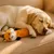FurryFusion Jouet en peluche en forme de raton laveur pour chien FurryFusion Jouet en peluche en forme de raton laveur pour chien