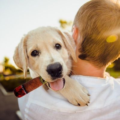 HausPets Jouet pour chien en forme de cigarette couineur