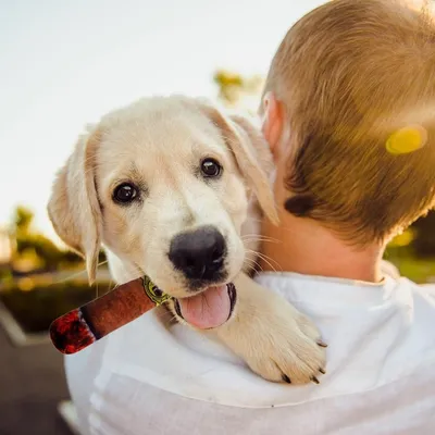 HausPets Jouet pour chien en forme de cigarette couineur HausPets Jouet pour chien en forme de cigarette couineur