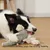 MCBOSON Jouet Peluche Éléphant Grinçant Chiots Chiens Moyens