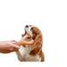 MCBOSON Jouet à mâcher moyen bacon wishbone chiens compulsifs