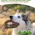 MCBOSON Os nylon indestructible saveur bœuf toutes tailles chiens MCBOSON Os nylon indestructible saveur bœuf toutes tailles chiens