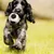 ZooVenture Balle Chien Football - Parfum Bœuf, Sonore, 8cm