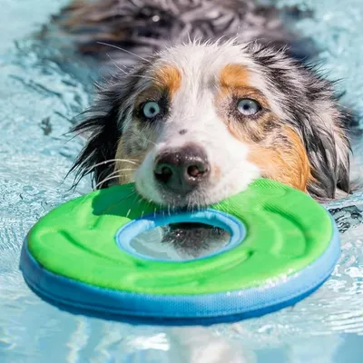 MCBOSON Taille M Vert Flottant Planant Frisbee Chien MCBOSON Taille M Vert Flottant Planant Frisbee Chien