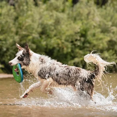 MCBOSON Taille M Vert Flottant Planant Frisbee Chien MCBOSON Taille M Vert Flottant Planant Frisbee Chien