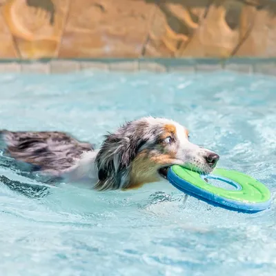 MCBOSON Taille M Vert Flottant Planant Frisbee Chien MCBOSON Taille M Vert Flottant Planant Frisbee Chien