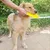 FurryFusion Disque volant pour chien FurryFusion Disque volant pour chien