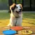 FurryFusion Disque volant pour chien FurryFusion Disque volant pour chien