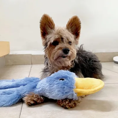 ZooVenture Jouet Chien Canard Peluche - Doux, Sonore, Antisalissant