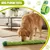 ZooVenture Jouet Chien Vert Son Nettoyage Dents