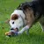 Zoomtopia Jouet Chiens canard qui couine sans rembourrage multicolore Zoomtopia Jouet Chiens canard qui couine sans rembourrage multicolore