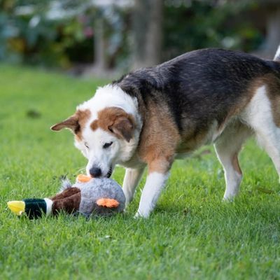 Zoomtopia Jouet Chiens canard qui couine sans rembourrage multicolore