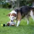 Zoomtopia Jouet Chiens canard qui couine sans rembourrage multicolore Zoomtopia Jouet Chiens canard qui couine sans rembourrage multicolore